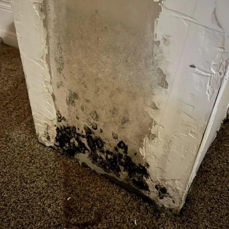 Professional Mold Removal in Johnson, AR
